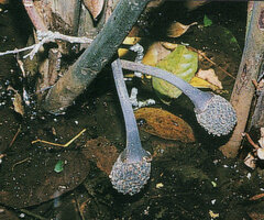 Lagenandra ovata, fleshy cryptic concrescent fruits bending and touching water surface allowing seed dispersal, Neyyar, Kerala, India