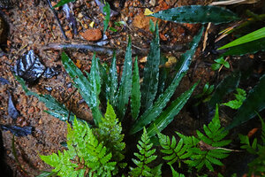 Lagenandra thwaitesii, an almost plain green leaved individual with very faint silver margin, Sinharaja, Sri Lanka