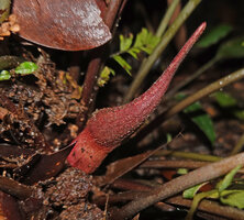 Lagenandra thwaitesii, inflorescence, Sinharaja, Sri Lanka