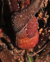 Lagenandra thwaitesii, spathe of inflorescence, Sinharaja, Sri Lanka