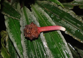 Lagenandra thwaitesii, young maturing fruit, Sinharaja, Sri Lanka