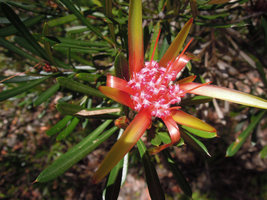 Lambertia formosa, flowers close-up, Blue Mountains, NSW, Australia