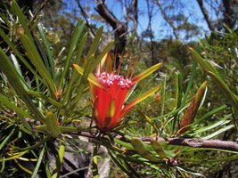 Lambertia formosa, inflorescence close-up, Blue Mountains, NSW, Australia