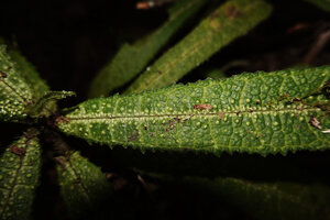 Laportea humblotii, leaf blade with epidermal vesicles containing the irritating substance, Mantadia NP, Madagascar