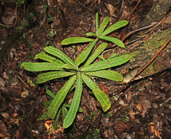 Laportea humblotii on forest floor, Mantadia NP, Madagascar