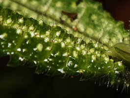 Laportea humblotii, stinging hairs at the top of epidermal vesicles contaiming the irritating substance, Mantadia NP, Madagascar