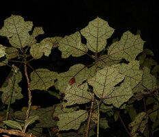 Laportea oligoloba, Anjozorobe Angavo, Madagascar