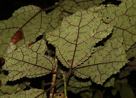Laportea oligoloba, leaf venation, Anjozorobe Angavo, Madagascar
