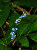 Lasianthus fordii, bright blue drupaceous fruits, Taipeh, Taiwan