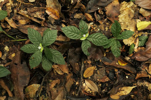 Lasianthus repens, erect leafy and flowering stems emerging laterally from an under leaf litter creeping stem, Campo, Cameroun
