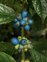 Lasianthus sp., bright blue drupaceous fruits, Nam Cang, Sapa, Vietnam