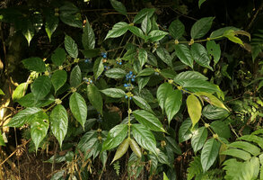 Lasianthus sp., bright blue drupaceous fruits on spirally arranged plagiotropic branches, Nam Cang, Sapa, Vietnam