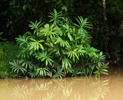 Lasia spinosa clump on the banks of the Kinabatangan river, Sukau, Sabah, Borneo