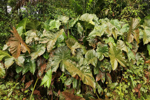 Lasimorpha senegalensis in its swampy habitat, Kribi, Cameroun