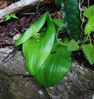 Ledebouria cf. cordifolia flowering in rock fissure, Kisensegere, Rukwa, 1200 m asl, Tanzania