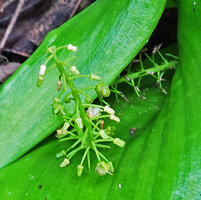 Ledebouria cf. cordifolia, inflorescence, Kisensegere, Rukwa, 1200 m asl, Tanzania