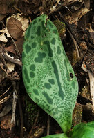 Ledebouria kirkii, deeply maculate leaf, Sonjo waterfall, Udzungwa NP, Tanzania