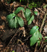 Ledebouria kirkii, maculate and striped leaf forms, Sonjo waterfall, Udzungwa NP, Tanzania