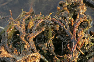 Ledermanniella tenax almost dried during the low water, flowering and producing the dry capsular fruits, Zambezi river, Victoria Falls, Zambia