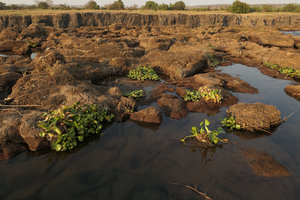Ledermanniella tenax covering rocks, an annual Podostemaceae totally dried after flowering during the low water, with invasive Eichhornia crassipes, Zambezi river, Victoria Falls, Zambia