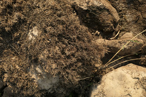 Ledermanniella tenax covering rocks, totally dried after flowering and producing countless capsular fruits releasing dust seeds during the low water, Zambezi river, Victoria Falls, Zambia