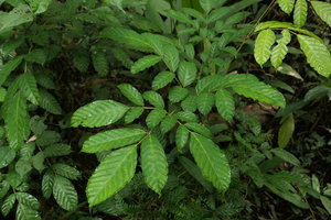 Leea guineensis, compound leaf with marginal hydathodes excreting water at early morning, Campo, Cameroun