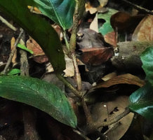 Leea simplicifolia, leaf bases and stem with swollen nodes, Amanjaya FR, Perak, Malaysia