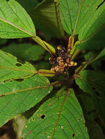 Leea zippeliana, adult plant with bright green leaves and terminal inflorescence, Malagufuk, Southwest Papua