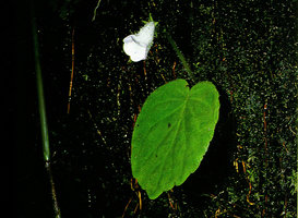 Lembocarpus amoenus, flowering single leaved individual of the plain green form fixed to seeping granitic rock, Nouragues CNRS field research station, French Guyana