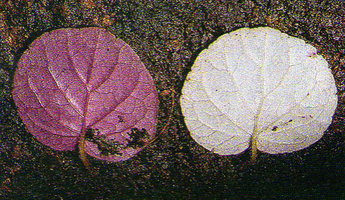 Lembocarpus amoenus, leaf blade lower surface of the brown anthocyanic form and the plain green form, Nouragues CNRS field research station, French Guyana