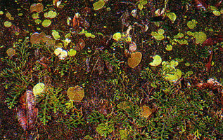 Lembocarpus amoenus, mixed population of the brown anthocyanic form and the plain green form, Nouragues CNRS field research station, French Guyana