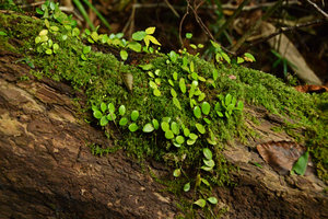 Lemmaphyllum microphyllum, epiphytic on decaying trunk, Hakone, Japan