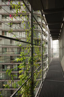 Le Nouvel, Kuala Lumpur, blooming Antigonon leptopus