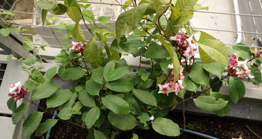 Le Nouvel, Kuala Lumpur, blooming Strophanthus gratus