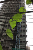 Le Nouvel, Kuala Lumpur, transparency in Argyreia nervosa leaves