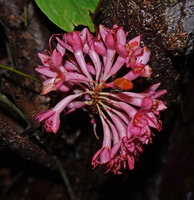 Leonardoxa africana, each flower with a long calyx tube, Ebodje, Campo, Cameroon