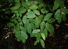 Leonardoxa africana, leaves and swollen stem internodes, Ebodje, Campo, Cameroon