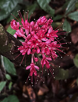 Leonardoxa africana, pink sepals and reddish petals, Ebodje, Campo, Cameroon