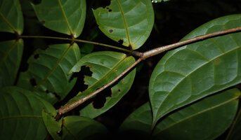 Leonardoxa africana, swollen distal part of each internode creating an empty cavity occupied by ants, Ebodje, Campo, Cameroon