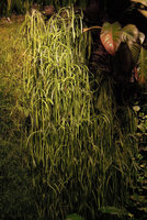 Lepismium bolivianum on the Vertical Garden, Sofitel Palm Jumeirah, Dubai