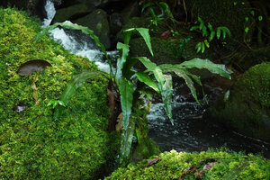 Leptochilus macrophyllus, Vangunu, Solomon Islands