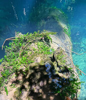 Leptochilus pteropus subsp. minor creeping on a submerged dead log covered with mud, Waigeo, Papua