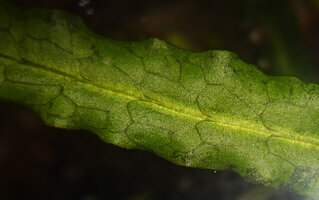Leptochilus pteropus subsp. minor, frond venation, Waigeo, Papua