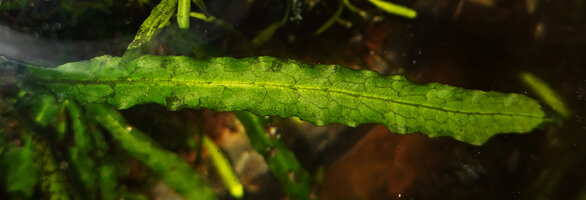 Leptochilus pteropus subsp. minor, long wavy frond, Waigeo, Papua