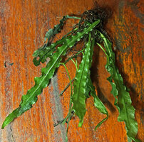 Leptochilus pteropus subsp. minor, long wavy undulate fronds similar to other rheophytes like some Aponogeton, Crinum or Cryptocoryne species, Waigeo, Papua
