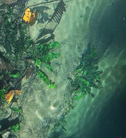 Leptochilus pteropus subsp. minor, plants permanently submerged under 30 cm of running water, Waigeo, Papua