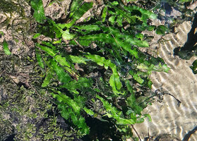 Leptochilus pteropus subsp. minor, ribbon wavy fronds characteristic of different submerged rheophytic species like some Aponogeton, Crinum and Cryptocoryne, Waigeo, Papua