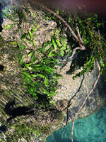 Leptochilus pteropus subsp. minor, submerged in clear water and creeping along a dead log covered with mud, Waigeo, Papua