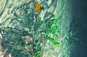 Leptochilus pteropus subsp. minor totally submerged with characteristic wavy undulate fronds, Waigeo, Papua