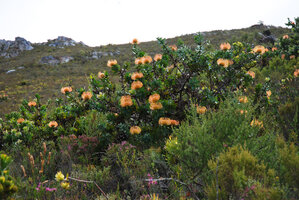 Leucospermum cordifolium, Fern Kloof, Hermanus, South Africa